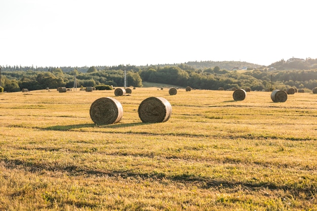 Free photo autumn landscape with hays field