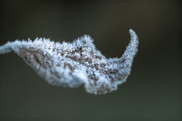 Free Photo autumn leaf covered with ice crystals. early morning in the cold season.