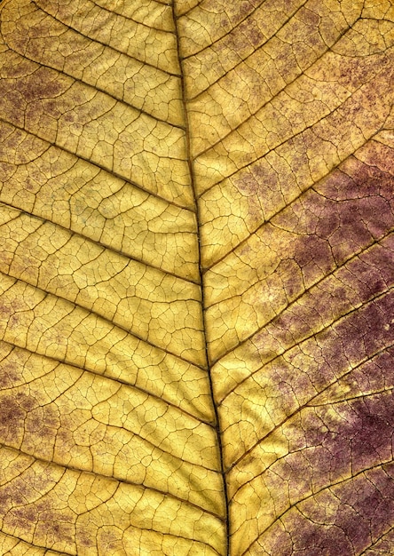 Free Photo autumn leaf