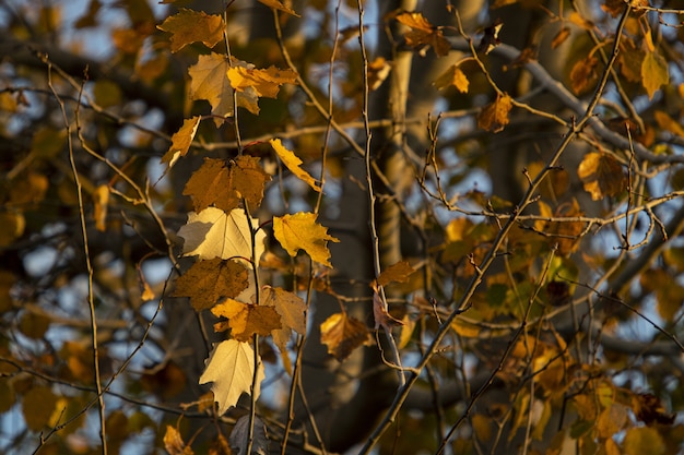 Autumn leaves on the branches of trees