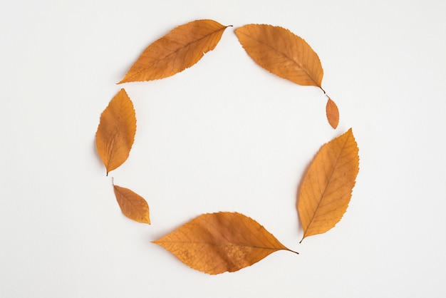 Free photo autumn leaves composition forming circle