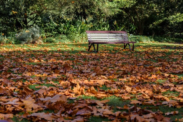 autumn leaves in fall park