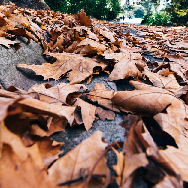 autumn leaves in fall park