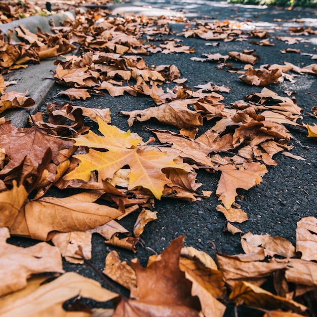 autumn leaves in fall park