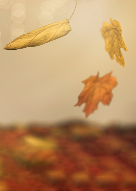 Free Photo autumn leaves falling on multicolored surface