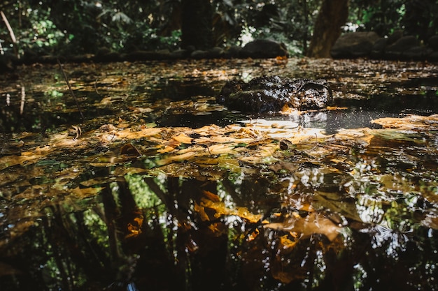 Free photo autumn leaves floating on lake