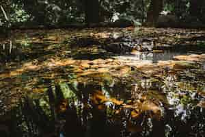 Free photo autumn leaves floating on lake