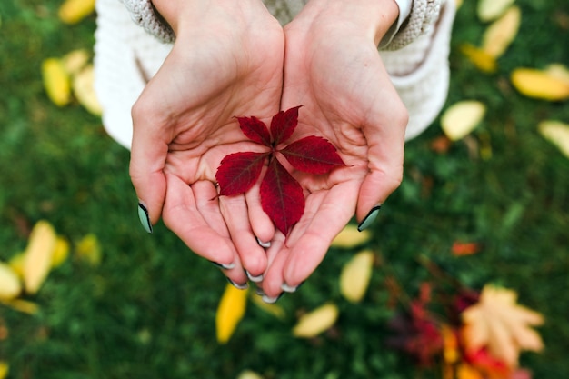 Free photo autumn leaves in woman hands