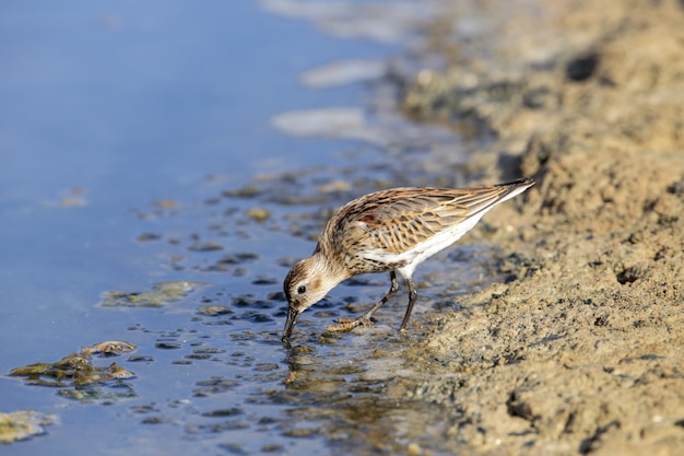 Free photo autumn migrant adult dunlin calidris alpina