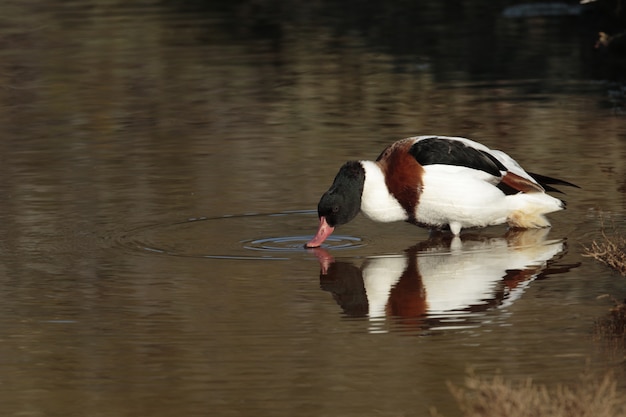 Free Photo autumn migrant common shelduck