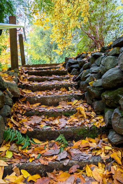 In the autumn park, the rocky steps are covered with yellow leaves