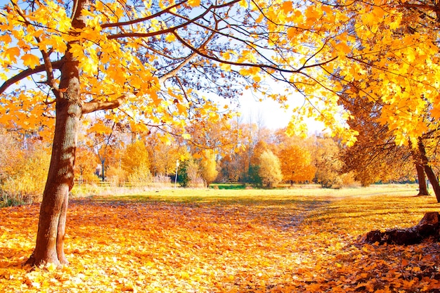 Free photo autumn scenery.