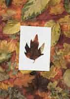 Free photo autumn shapes with leaves concept