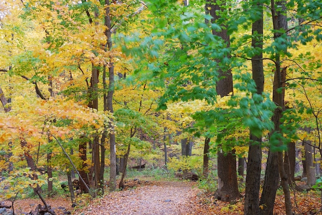 Autumn trail