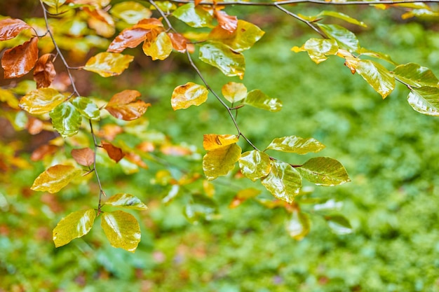 Free photo autumn tree with yellow fall leaves