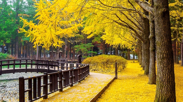 Free Photo autumn with ginkgo tree in nami island, korea.