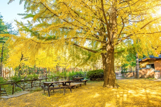 Free Photo autumn with ginkgo tree in nami island, korea.