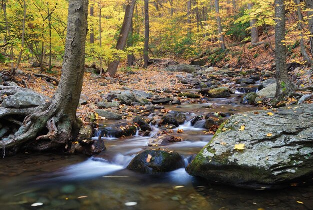 Autumn woods with yellow maple trees and creek with rocks and foliage in mountain.