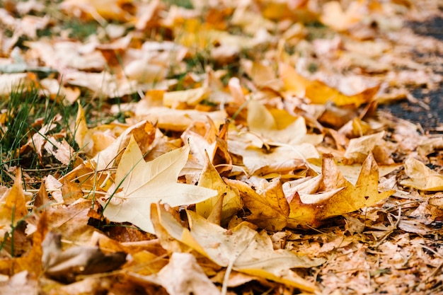 autumn yellow leaf