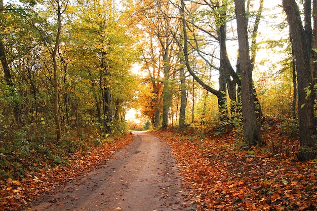 Autumnal landscape with dry leaves