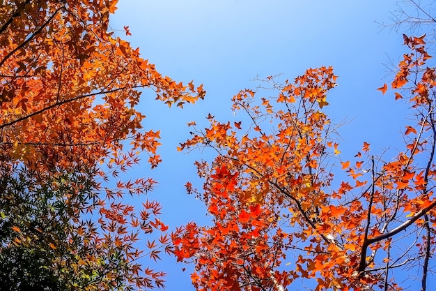 Autumnal landscape with trees in warm colors