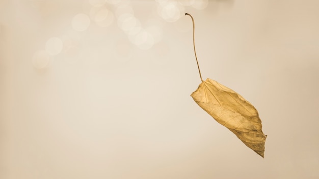 Free Photo autumnal leaf with twig falling