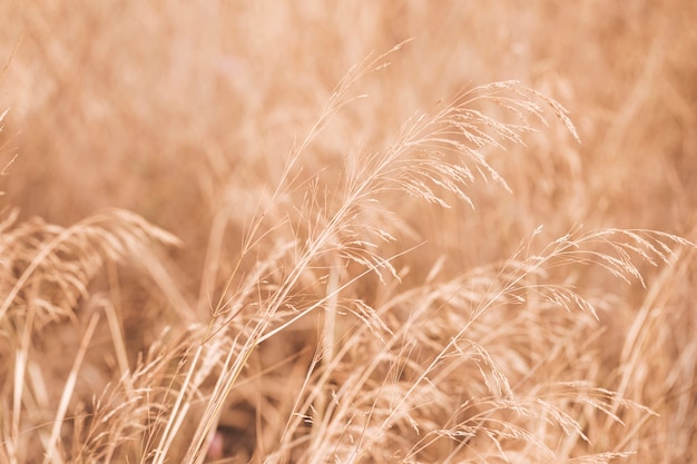 Free photo autumun scenery with a wheat field