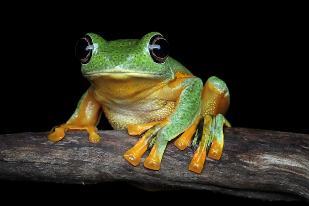 Free Photo avan tree frog closeup image rhacophorus reinwartii on branch