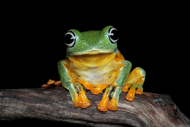 Free Photo avan tree frog closeup image rhacophorus reinwartii on branch