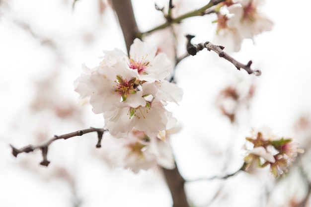 Free photo awesome almond blossoms