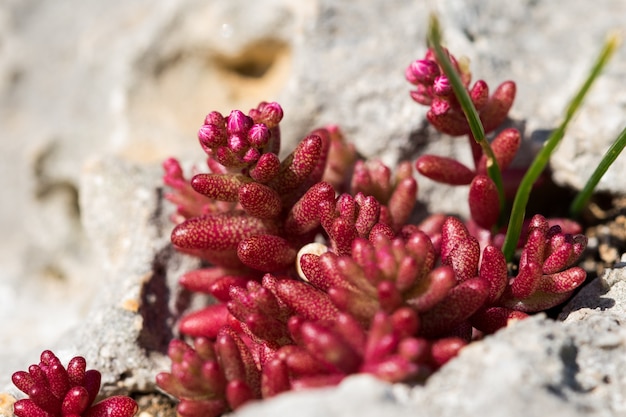 Free Photo azure stonecrop red shrub, sedum caeruleum growing in a very small patch of soil in a crack.