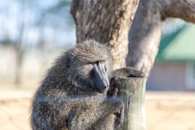 Free photo baboon on a tree