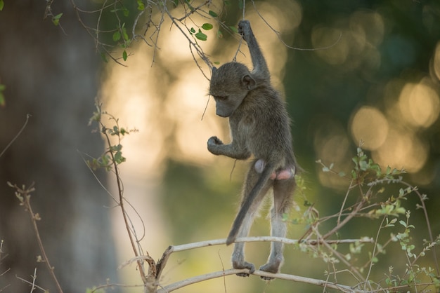 Free Photo baby baboon hanging of a branch