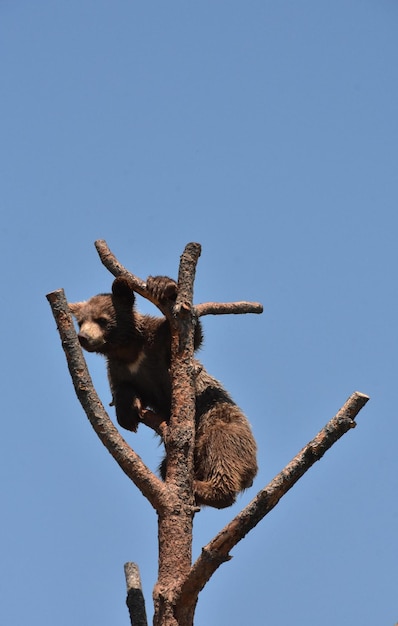 Baby black bear cub climbing in a dead tree in the summer.