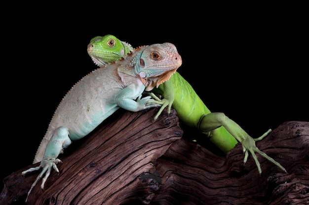 Baby Blue and green Iguana closeup on wood Blue Iguana Grand Cayman Blue Iguana Cyclura Lewisi