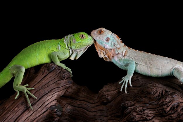 Baby Blue and green Iguana closeup on wood Blue Iguana Grand Cayman Blue Iguana Cyclura Lewisi