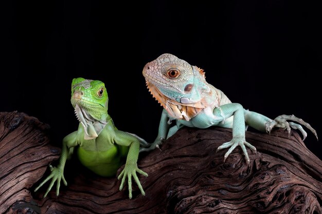 Baby Blue and green Iguana closeup on wood Blue Iguana Grand Cayman Blue Iguana