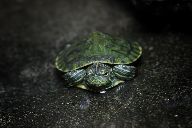 Free Photo baby brazilian turtle closeup on watter