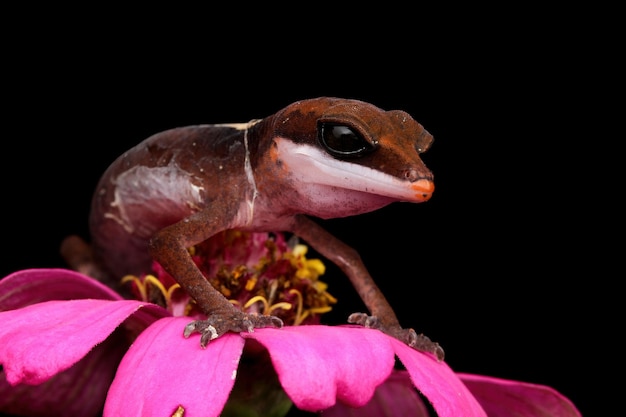 Free photo baby cat eye gecko closeup