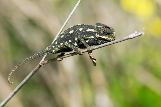 Free photo baby chameleon balancing on a fennel twig.