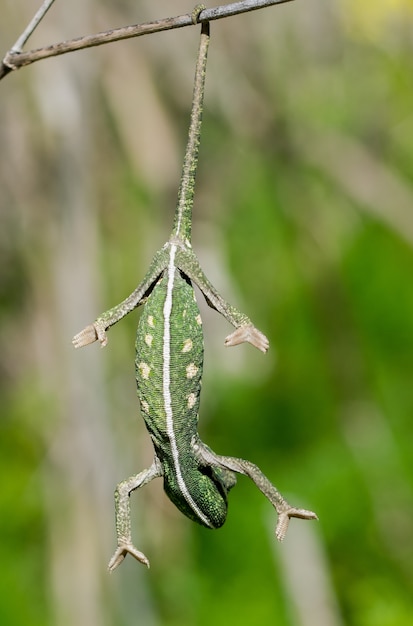 Free photo baby chameleon balancing on a fennel twig.