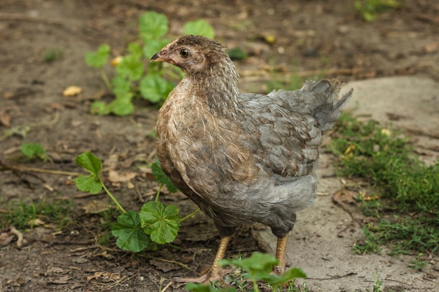 Free photo baby chicken walking at farm