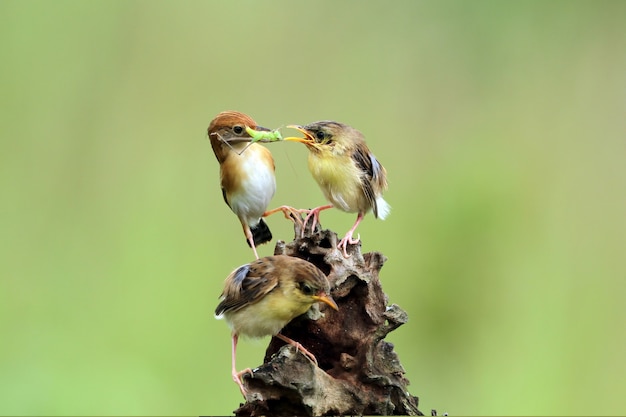 Free Photo baby cisticola juncidis bird waiting for food from its mother cisticola juncidis bird on branch