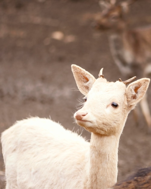 Free photo baby deer captured in the wild forest