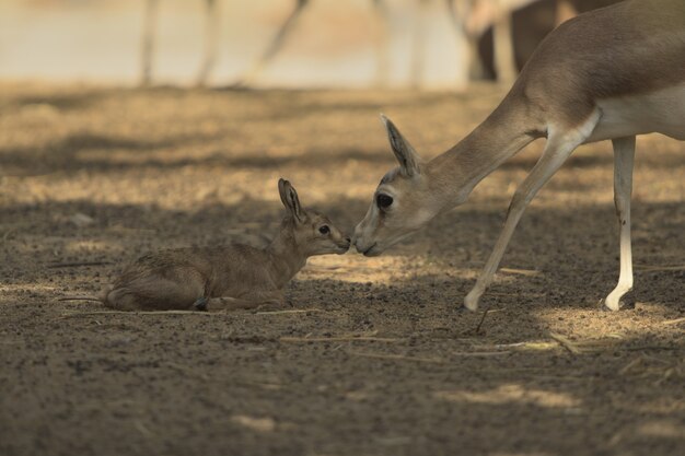 Baby deer getting help from its mother