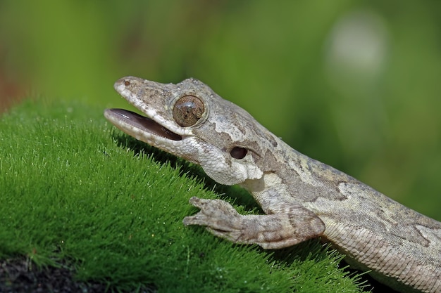 Free photo baby flying gecko on dry leaves flying gecko camouflage on moss