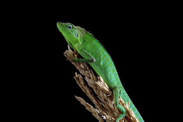 Free photo baby green jubata lizard camouflage on green leaves with black background cute baby green lizard