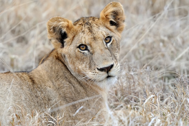 Free photo baby lion in the savannah