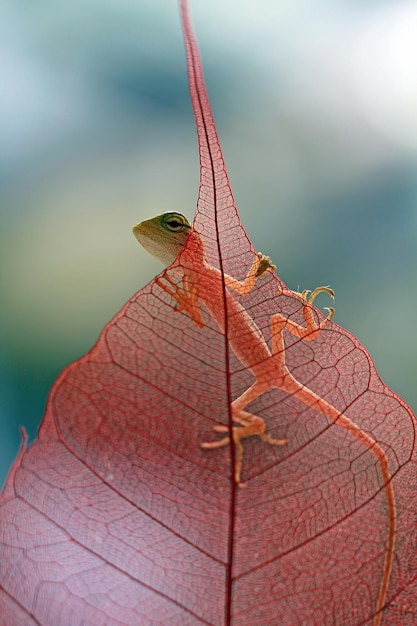 Baby a londok calotes closeup dry leaves