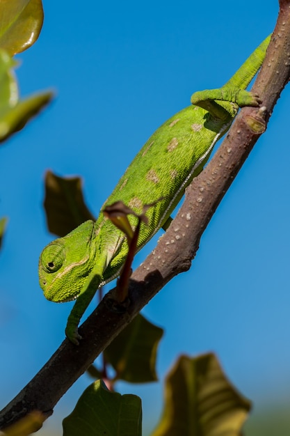 Free photo a baby mediterranean chameleon slowly moving on a carob tree in malta